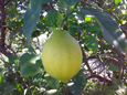 llimona